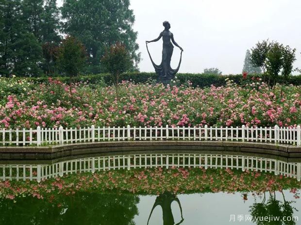 月季名园：杭州花圃月季园(莳花广场)(图3)