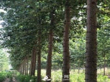 河南周口：培育出不飞絮的杨树新品种