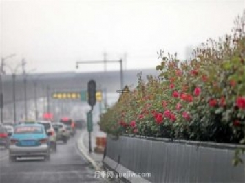 杭州高架月季进入开放期，花开引领杭州月季美景