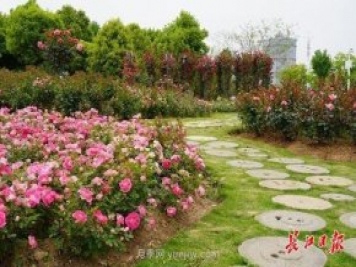 武汉满街月季开放，近百座公园进入盛花期