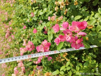 安吉拉月季盆栽苗，60厘米高基地发货