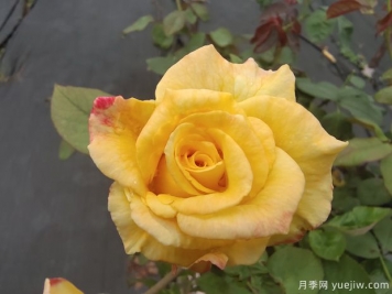 黄玫瑰代表什么意思？黄玫瑰寓意？黄玫瑰的花语是什么？