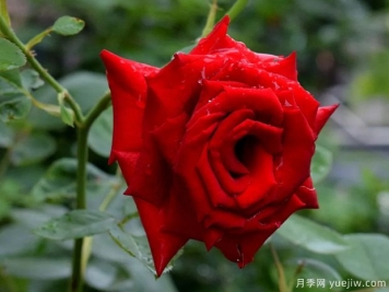 2023年情人节十大玫瑰品种销量榜，卡罗拉位居首位