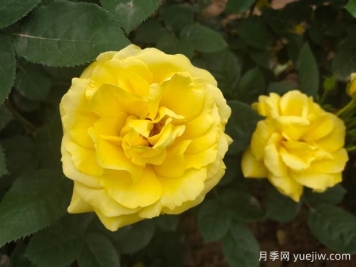 黄玫瑰的花语是什么？黄玫瑰的寓意和象征