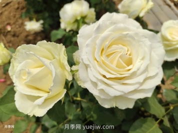 十一朵白玫瑰的花语和寓意