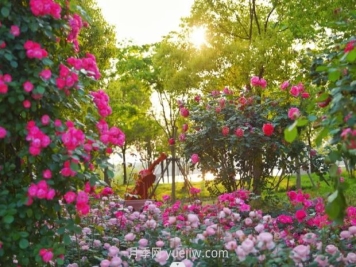 上海前滩休闲公园，月季花海盛景等你赏