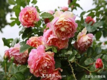 河南省各市市花，洛阳牡丹最出名，月季最受欢迎